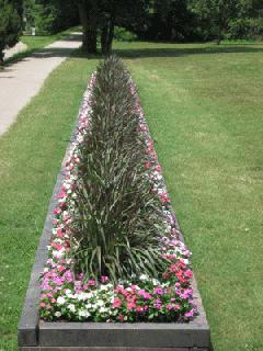 Flowers in Irwin Park