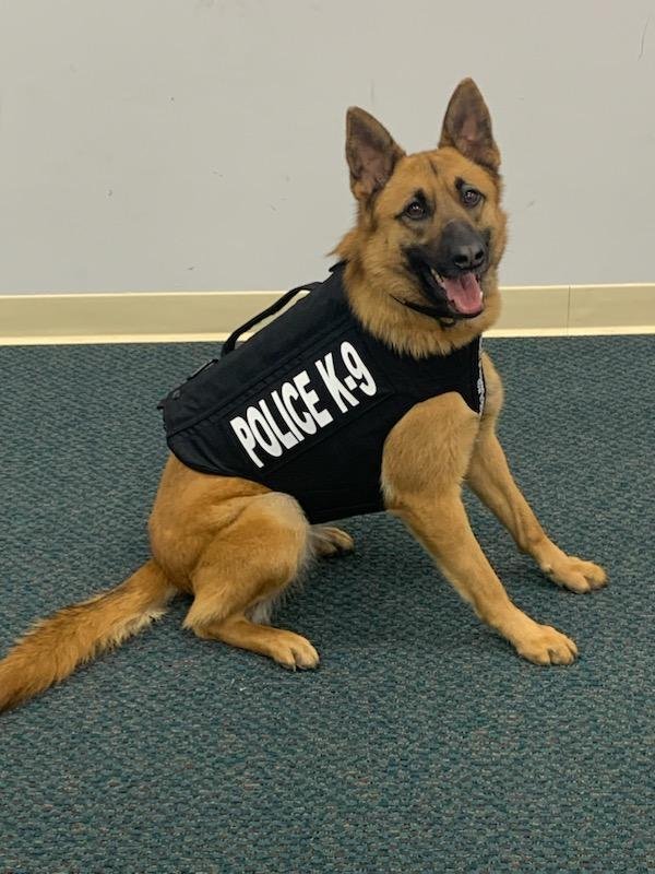 K9 Kira 2