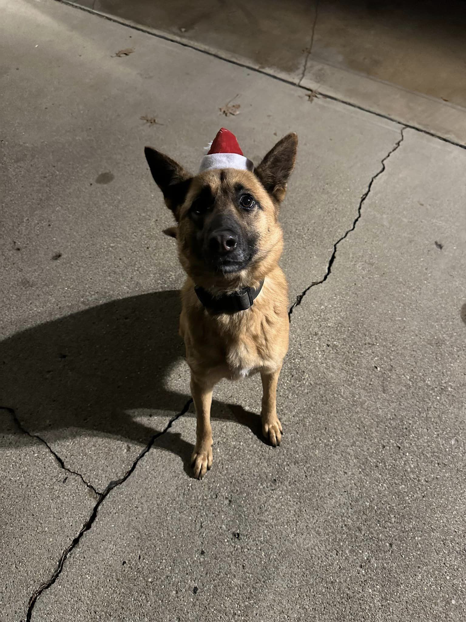 K9 Kira Christmas